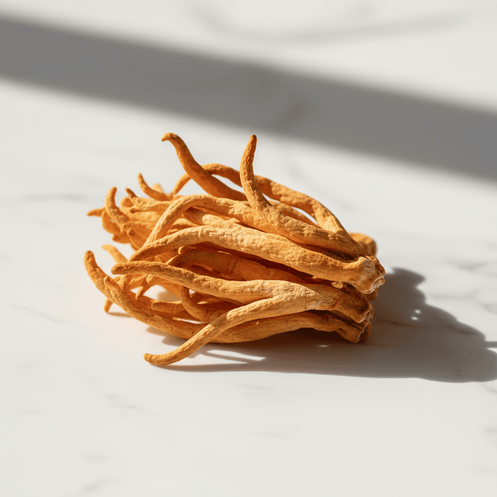 Cordyceps
