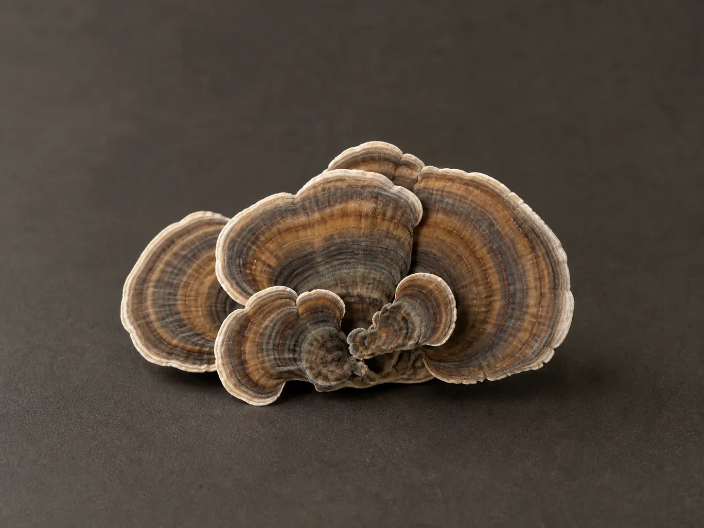 Whole turkey tail mushrooms