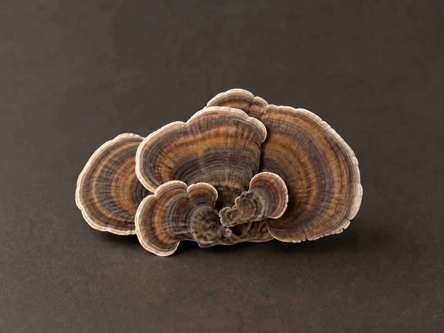 Turkey Tail ingredient