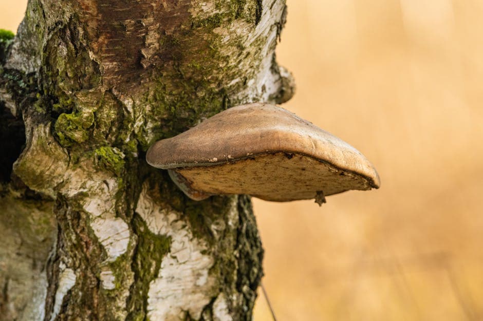 Wild chaga mushroom growing on birch tree - history of medicinal mushrooms