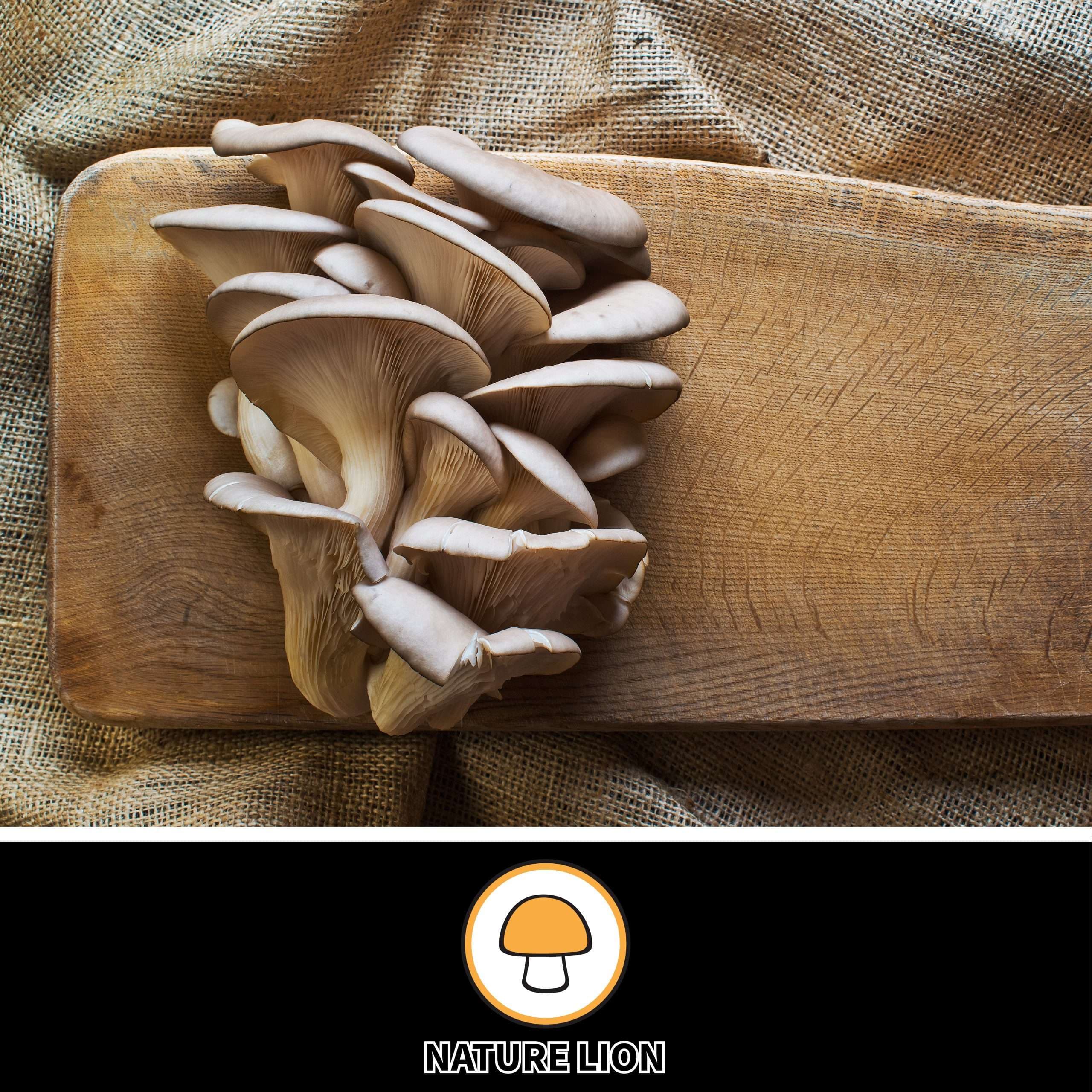 Premium mushroom coffee with functional mushrooms