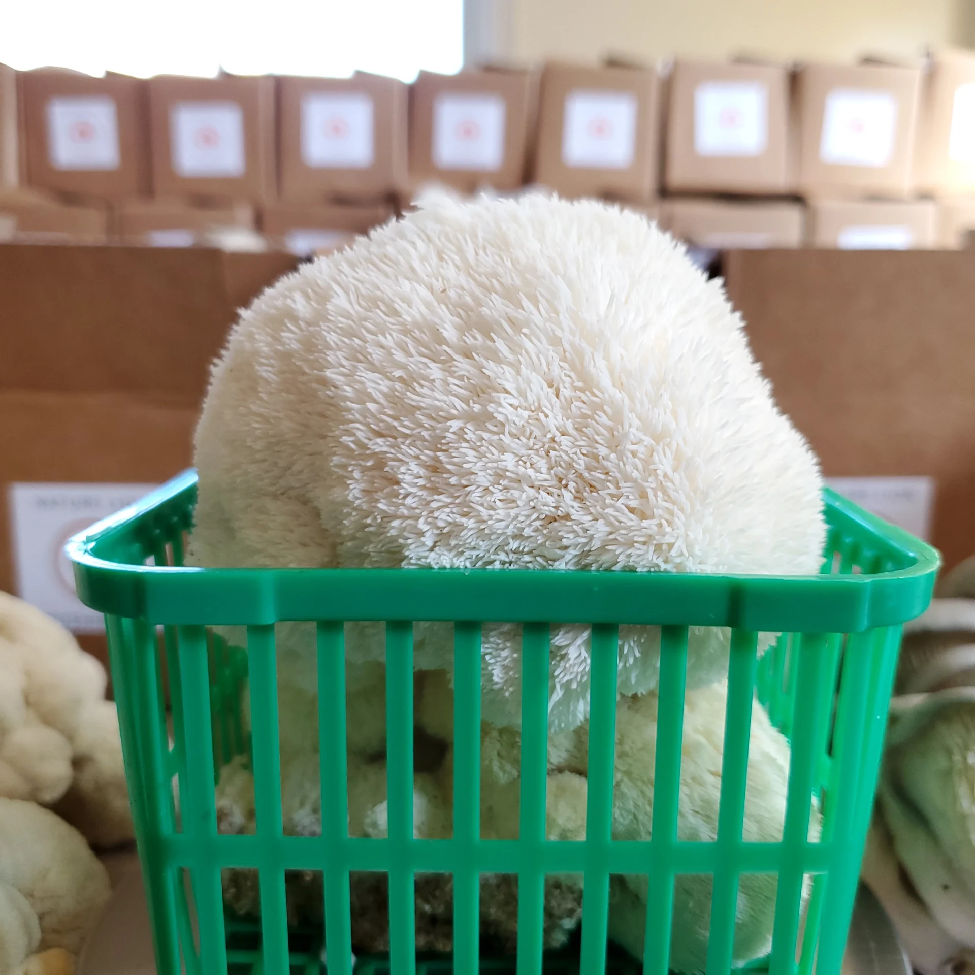 Lion's Mane Benefits for Focus - Shyne Coffee